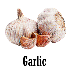 Garlic